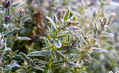 Thymian (Thymus vulgaris, Thymian herba)