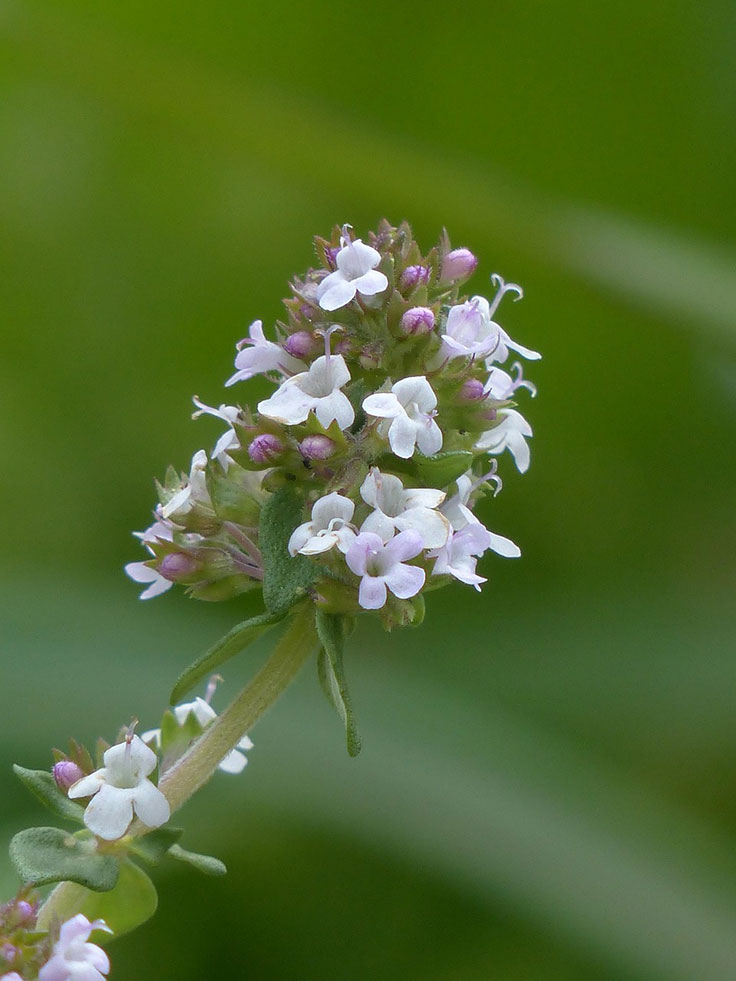 Thymian (Thymus vulgaris, Thymian herba)
