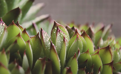 Lavendel (Lavandula angustifolia)
