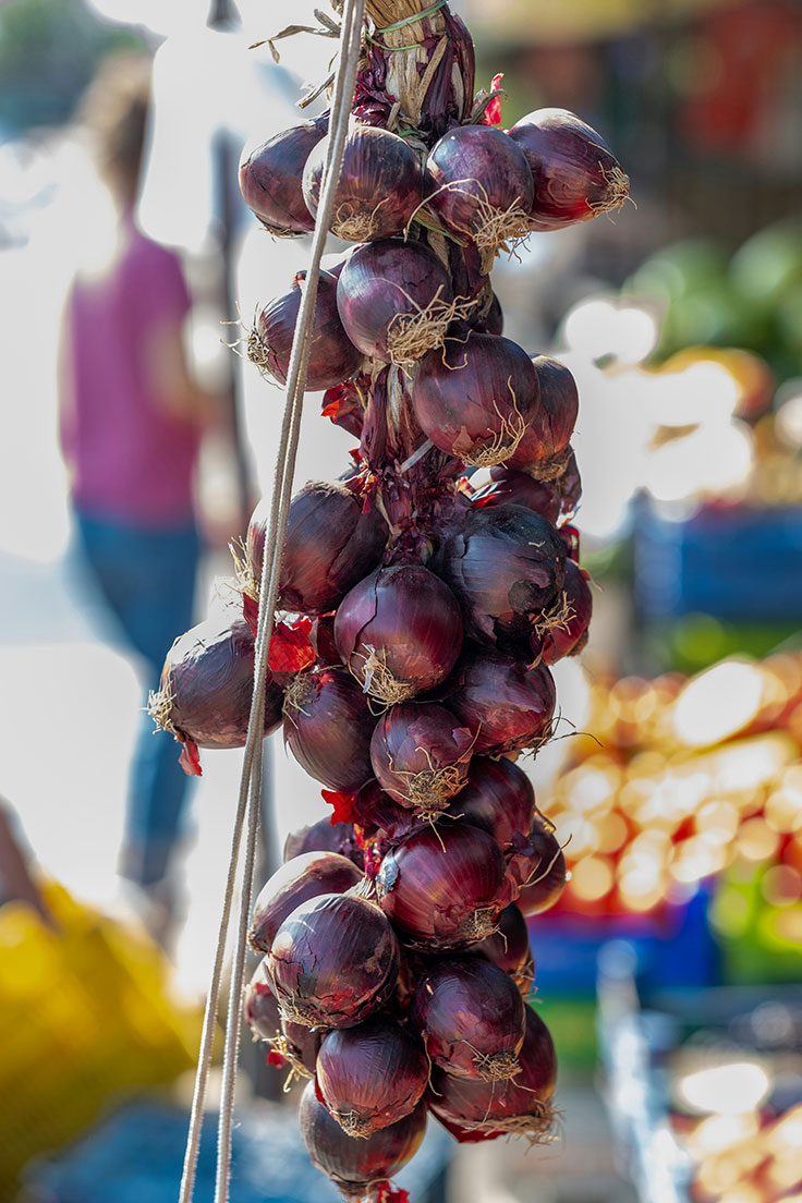 Zwiebel (Allium cepa)