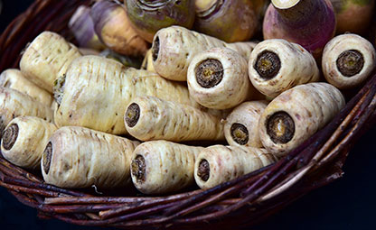 Isländisches Moos (Cetraria islandica)
