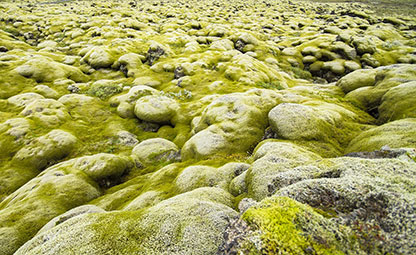 Isländisches Moos (Cetraria islandica)