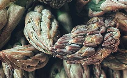 Grüner und weisser Spargel (Asparagus officinalis)
