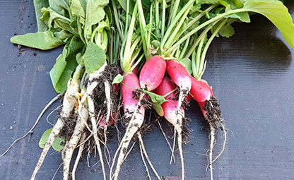 Radieschen (Raphanus sativus var. sativus)