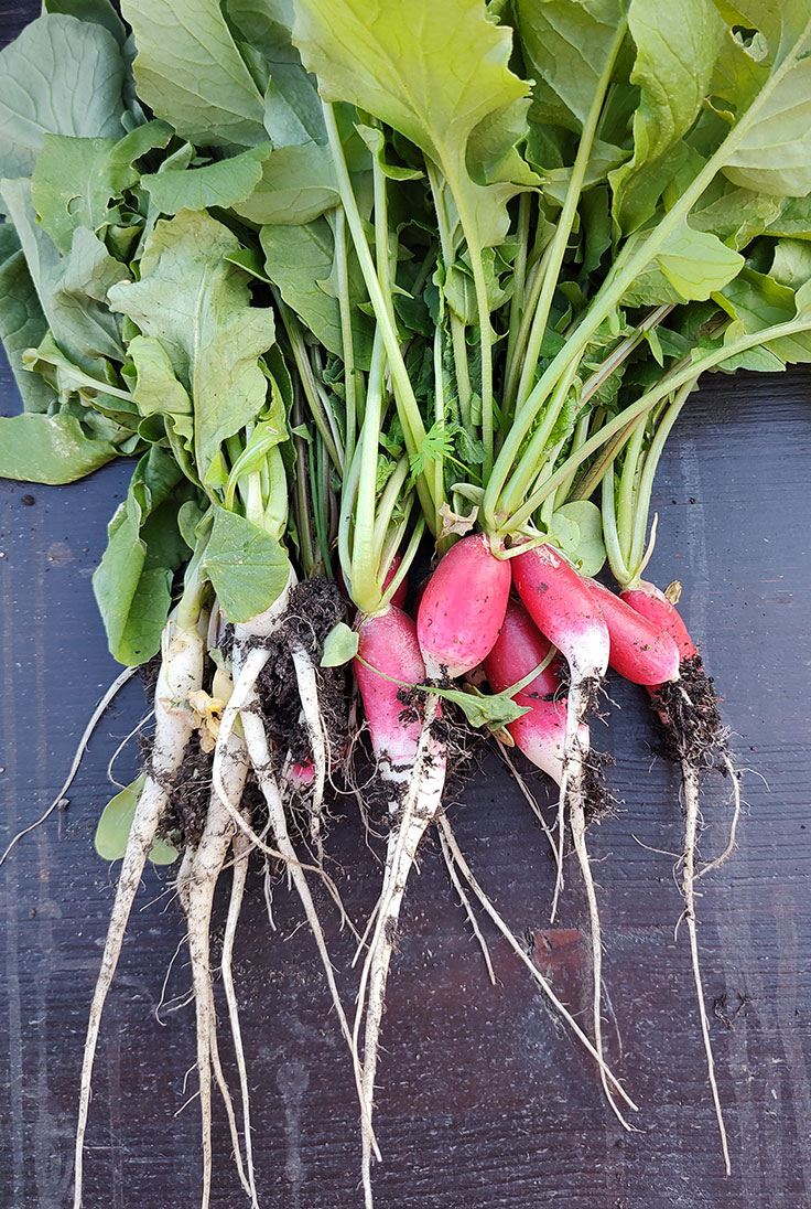 Radieschen (Raphanus sativus var. sativus)