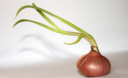 Zwiebel (Allium cepa)