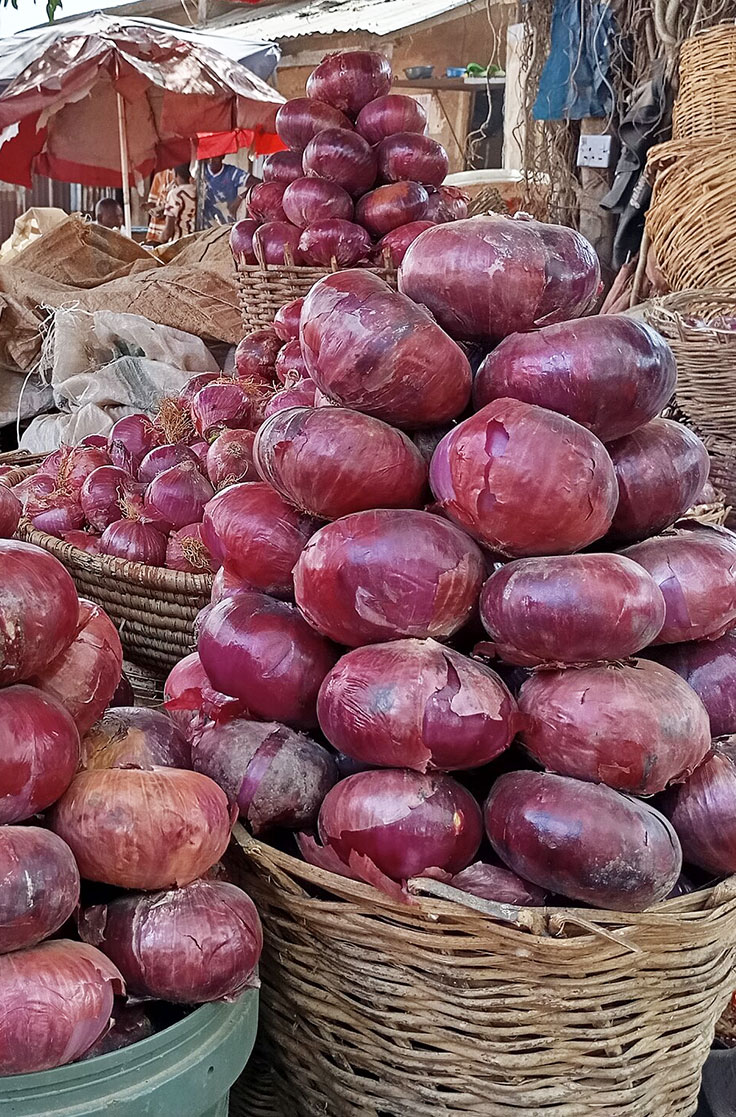 Isländisches Moos (Cetraria islandica)